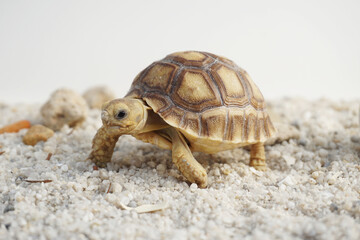 Africa spurred tortoise being born, Tortoise Hatching from Egg, Cute portrait of baby tortoise hatching, Birth of new life,Natural Habitat