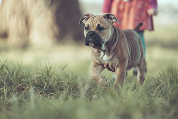 Hund Welpe englische Bulldogge 10 Wochen alt outdoor mit Mensch im Hintergrund