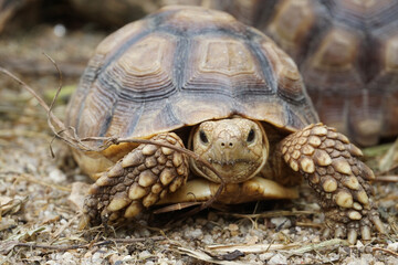 African Sulcata Tortoise Natural Habitat,Close up African spurred tortoise resting in the garden, Slow life ,Africa spurred tortoise sunbathe on ground with his protective shell ,Beautiful Tortoise
