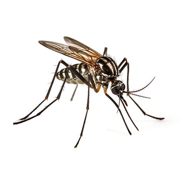 Macro image of a mosquito carrying dengue fever on transparent background PNG.