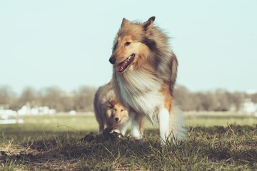 2 Collies Langhaar in Interaktion Hunde sable Erwachsen und Welpe, Baby outdoor im Frühling Var. 4