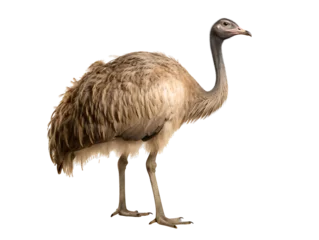 Fotobehang Ostrich on transparent background PNG © PNG for U