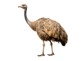 Ostrich on transparent background PNG
