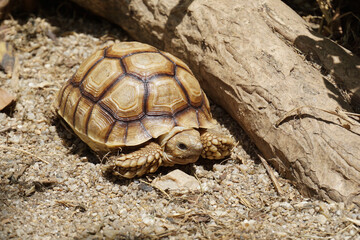 African Sulcata Tortoise Natural Habitat,Close up African spurred tortoise resting in the garden, Slow life ,Africa spurred tortoise sunbathe on ground with his protective shell ,Beautiful Tortoise