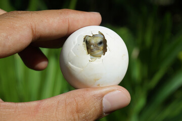 Africa spurred tortoise being born, Tortoise Hatching from Egg, Cute portrait of baby tortoise...