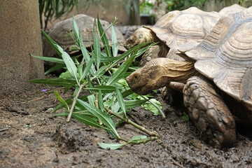 Naklejka premium African Sulcata Tortoise Natural Habitat,Close up African spurred tortoise resting in the garden, Slow life ,Africa spurred tortoise sunbathe on ground with his protective shell ,Beautiful Tortoise