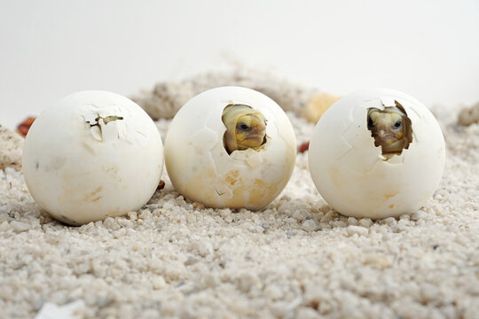 Africa spurred tortoise being born, Tortoise Hatching from Egg, Cute portrait of baby tortoise hatching, Birth of new life,Natural Habitat