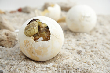 Africa spurred tortoise being born, Tortoise Hatching from Egg, Cute portrait of baby tortoise...