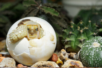 Africa spurred tortoise being born, Tortoise Hatching from Egg, Cute portrait of baby tortoise...