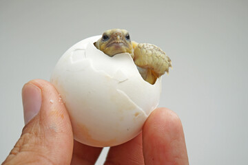 Africa spurred tortoise being born, Tortoise Hatching from Egg, Cute portrait of baby tortoise...