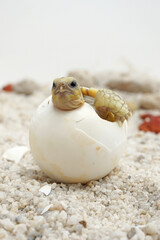 Africa spurred tortoise being born, Tortoise Hatching from Egg, Cute portrait of baby tortoise hatching, Birth of new life,Natural Habitat