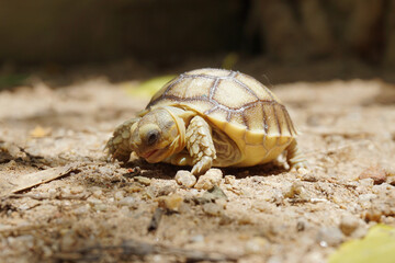 African Sulcata Tortoise Natural Habitat,Close up African spurred tortoise resting in the garden,...