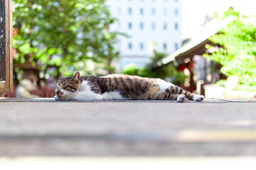 秋葉原の柳森神社にいる野良猫