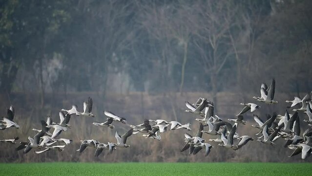The big Flock of Bar headed Goose taking off from Wheat Field