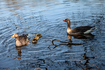 Swimming Geese and Goslings