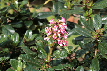 Escallonia rubra var. macrantha flowers detail