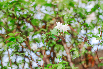 Wrightia religiosa Benth. It is a small white flower, very fragrant. Flower in the garden in the morning.