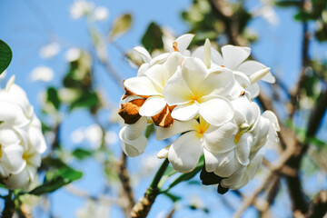 Frangipani flower (Plumeria alba) with green leaves on blurred background. White flowers with yellow at center. Health and spa background. Summer spa concept. Relax emotion. White flower blooming.