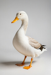 Duck on a white background animal white on white