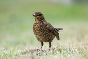 Female common blackbird Turdus merula foraging on the ground