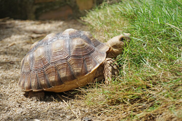 African Sulcata Tortoise Natural Habitat,Close up African spurred tortoise resting in the garden, Slow life ,Africa spurred tortoise sunbathe on ground with his protective shell ,Beautiful Tortoise