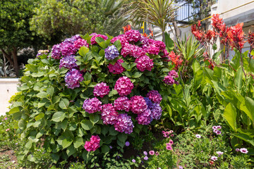 Great bush of purple flower hydrangea and red flowers of Canna blooming in the garden, close up - Powered by Adobe