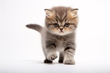 a kitten walking on a white surface