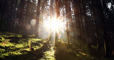 Magic sunrays with lens flare in mystic forest landscape.