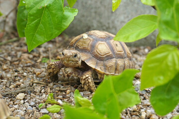 African Sulcata Tortoise Natural Habitat,Close up African spurred tortoise resting in the garden, Slow life ,Africa spurred tortoise sunbathe on ground with his protective shell ,Beautiful Tortoise