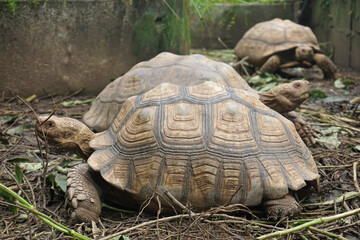 Fototapeta premium African Sulcata Tortoise Natural Habitat,Close up African spurred tortoise resting in the garden, Slow life ,Africa spurred tortoise sunbathe on ground with his protective shell ,Beautiful Tortoise