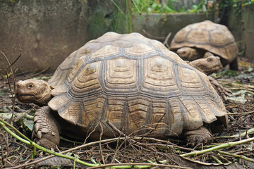 Obraz premium African Sulcata Tortoise Natural Habitat,Close up African spurred tortoise resting in the garden, Slow life ,Africa spurred tortoise sunbathe on ground with his protective shell ,Beautiful Tortoise
