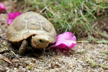  Elongated tortoise in the nature, Indotestudo elongata ,Tortoise sunbathe on ground with his protective shell ,Tortoise from Southeast Asia and parts of South Asia ,High yellow Tortoise