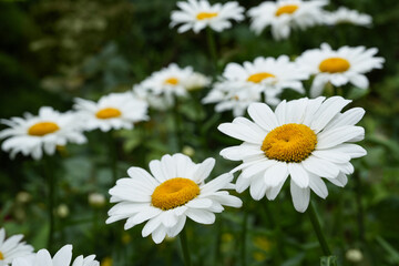 Chamomile flower field. Camomile in the nature. Big chamomile on dark background. Side view. Floral, flower background. Close up.