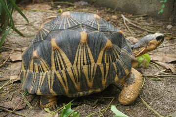 Naklejka premium Portrait of radiated tortoise,The radiated tortoise eating flower ,Tortoise sunbathe on ground with his protective shell ,cute animal ,Astrochelys radiata ,The radiatedtortoise from Madagascar 