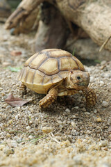 African Sulcata Tortoise Natural Habitat,Close up African spurred tortoise resting in the garden, Slow life ,Africa spurred tortoise sunbathe on ground with his protective shell ,Beautiful Tortoise