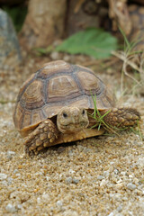 African Sulcata Tortoise Natural Habitat,Close up African spurred tortoise resting in the garden, Slow life ,Africa spurred tortoise sunbathe on ground with his protective shell ,Beautiful Tortoise