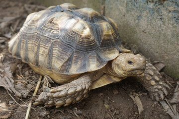 African Sulcata Tortoise Natural Habitat,Close up African spurred tortoise resting in the garden, Slow life ,Africa spurred tortoise sunbathe on ground with his protective shell ,Beautiful Tortoise