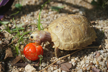 Elongated tortoise in the nature, Indotestudo elongata ,Tortoise sunbathe on ground with his protective shell ,Tortoise from Southeast Asia and parts of South Asia ,High yellow Tortoise