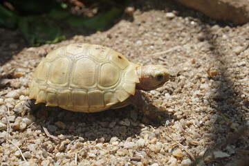 Elongated tortoise in the nature, Indotestudo elongata ,Tortoise sunbathe on ground with his protective shell ,Tortoise from Southeast Asia and parts of South Asia ,High yellow Tortoise