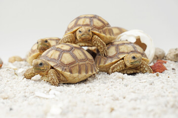Cute small baby African Sulcata Tortoise in front of white background, African spurred tortoise...