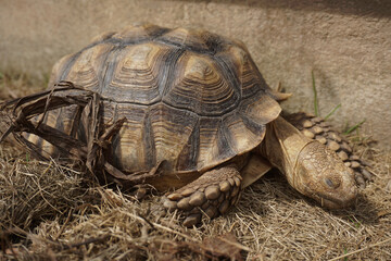 African Sulcata Tortoise Natural Habitat,Close up African spurred tortoise resting in the garden, Slow life ,Africa spurred tortoise sunbathe on ground with his protective shell ,Beautiful Tortoise