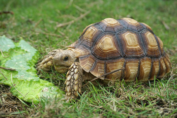 African Sulcata Tortoise Natural Habitat,Close up African spurred tortoise resting in the garden, Slow life ,Africa spurred tortoise sunbathe on ground with his protective shell ,Beautiful Tortoise