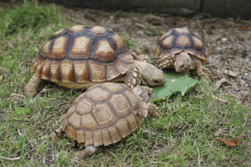 African Sulcata Tortoise Natural Habitat,Close up African spurred tortoise resting in the garden,...