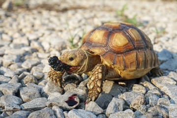 African Sulcata Tortoise Natural Habitat,Close up African spurred tortoise resting in the garden, Slow life ,Africa spurred tortoise sunbathe on ground with his protective shell ,Beautiful Tortoise