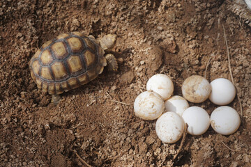 Close up eggs of African spurred tortoise,Tortoise eggs