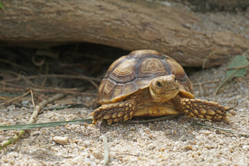 African Sulcata Tortoise Natural Habitat,Close up African spurred tortoise resting in the garden, Slow life ,Africa spurred tortoise sunbathe on ground with his protective shell ,Beautiful Tortoise