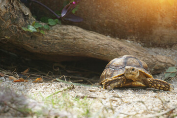 African Sulcata Tortoise Natural Habitat,Close up African spurred tortoise resting in the garden, Slow life ,Africa spurred tortoise sunbathe on ground with his protective shell ,Beautiful Tortoise