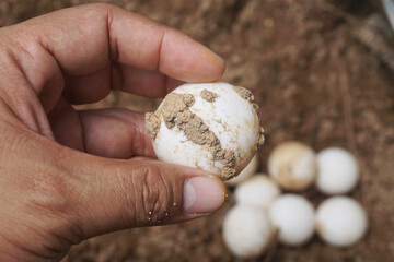 Close up eggs of African spurred tortoise,Tortoise eggs