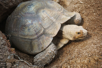 African Sulcata Tortoise Natural Habitat,Close up African spurred tortoise resting in the garden, Slow life ,Africa spurred tortoise sunbathe on ground with his protective shell ,Beautiful Tortoise