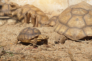 African Sulcata Tortoise Natural Habitat,Close up African spurred tortoise resting in the garden, Slow life ,Africa spurred tortoise sunbathe on ground with his protective shell ,Beautiful Tortoise